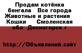 Продам котёнка бенгала - Все города Животные и растения » Кошки   . Смоленская обл.,Десногорск г.